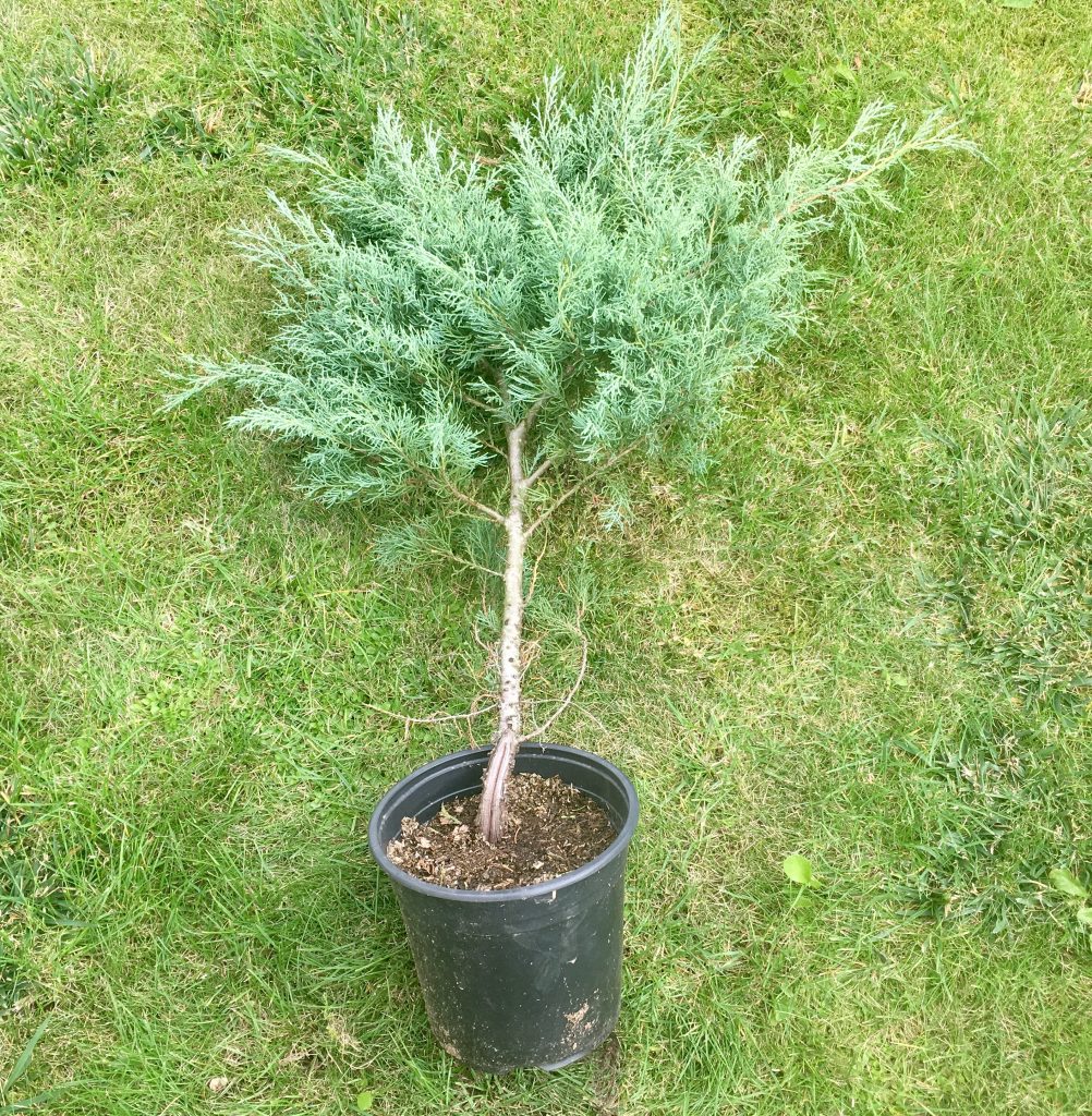 Можжевельник виргинский Grey Owl