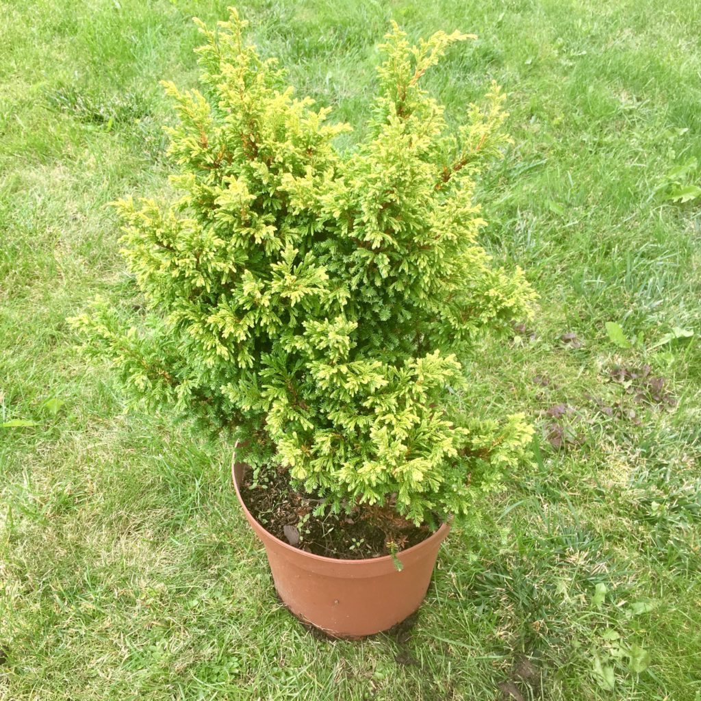 Кипарисовик туполистный Lycopodioides