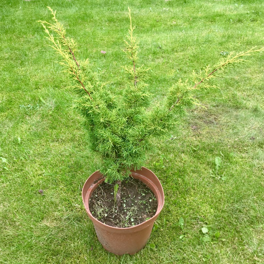 Можжевельник китайский Plumosa Aurea