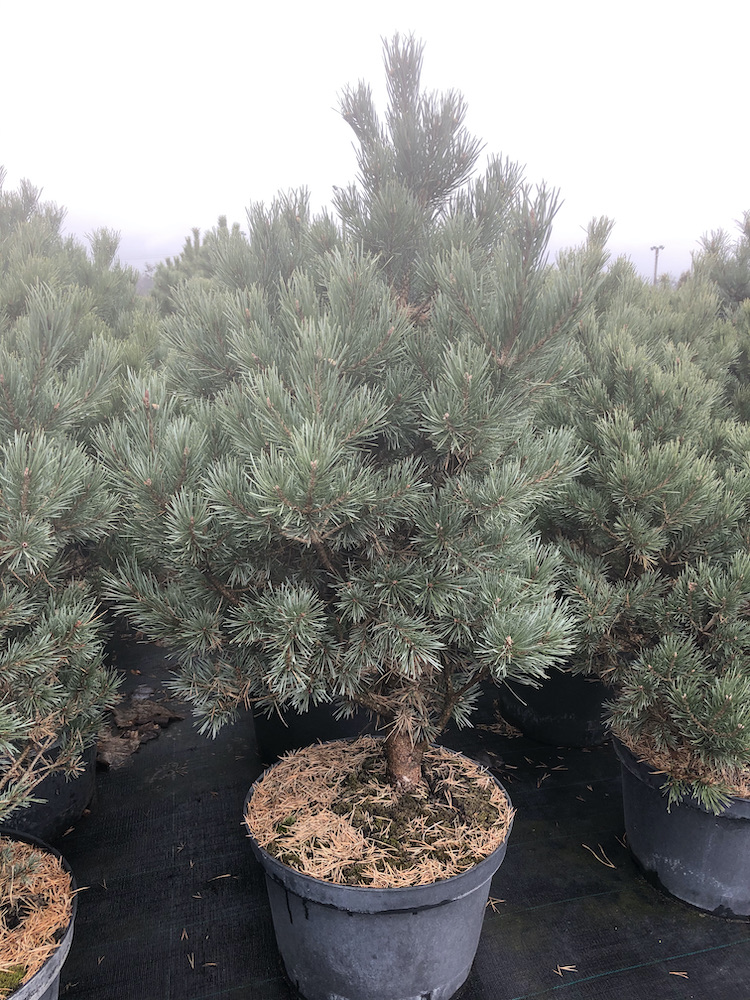 Сосна ватерери купить. Pinus Sylvestris Watereri. Сосна Ватерери. Ель Ватерери.